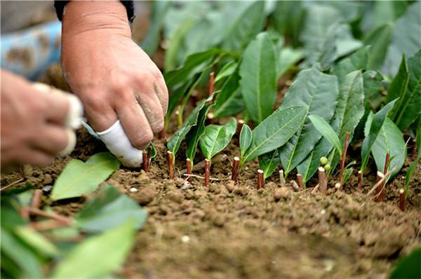 世界最贵茶叶（世界最贵茶叶排名价格表）